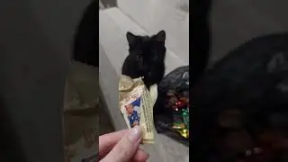 Нарезка смешные животные,  щенок и котенок. Funny funny animals puppy and kitten#4😄😁❤❤🐶🐱🐕🐈