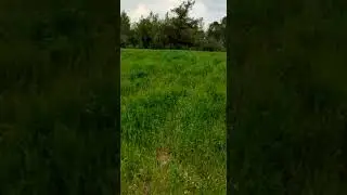 Marmarasol Solucan Gübresi Sonucu Değişim 👍 (2)