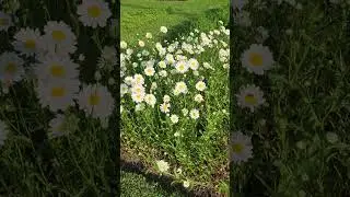 #garden #walks.🌷🌸🌸🌷