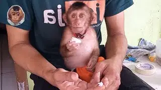 father gave monkey miki breakfast of rice and drink milk, miki really likes it #mokimonkey #monyet
