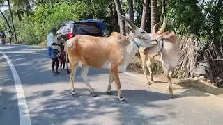 அண்ணன் Venu அவர்களின் காளைகள் - Rekla race #rekla_race_2022 #reklarace #reklam