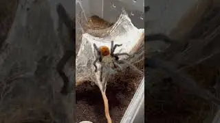 Chromatopelma Cyaneopubescens во всей красе #животные #природа #spider #паук #tarantula #animal
