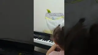 #muhabbetkusu #muhabbetkuşu #cicikuş #birds #piano #evkuşu #babacık ##müzik #muhabbetkuşuseverler
