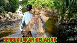 Berburu ikan belanak di parit kebun sawit yang hampir kering/net fishing