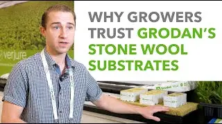 Why Growers Trust Grodan’s Stone Wool Substrates