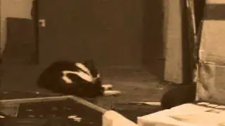 Dumb Ass Scares The Cat