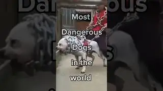 Top 10 Most Dangerous Dogs in the World 🐕 Aggressive Dogs 