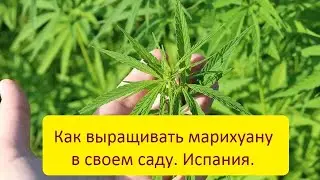 Как выращивать марихуану в саду