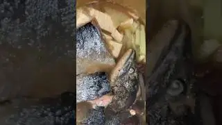 Salmon Miso Soup【Solo Camping】