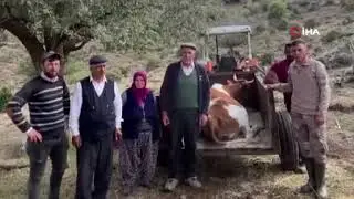 Uçurumdan düşen inek için 2 gün süren kurtarma operasyonu