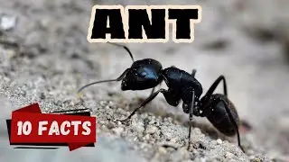 10 Fascinating Facts About Ants for Kids | Surprising Truths About One of Nature’s Hardest Workers