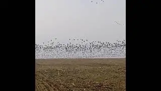 охота в Беларуси на гуся
