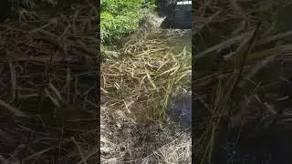 Лягушачье царство