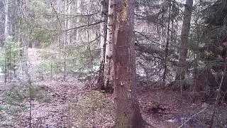 Медведь  Ферапонт Висимский заповедник 03 05 17