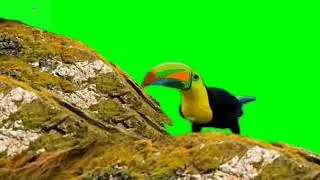 Beautiful Bird flying green screen background effect video|| Ariea Green Screen Videos