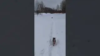 Апрельский февраль продолжается:)