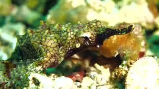 Sea Moth