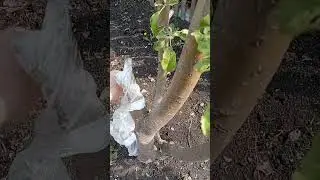 прививка плодовых #весенняя работавогороде #фруктовыйсад #прививкаподкору