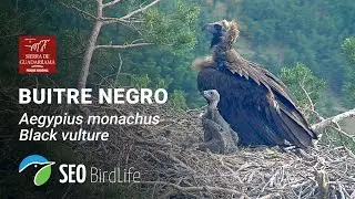Buitre negro - Rascafría. Nido de 8CC -🔴DIRECTO P.N. Sierra de Guadarrama