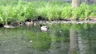 test video HD Nikon D5000.mov