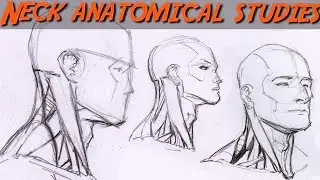 Anatomy Study:  The NECK Part 1