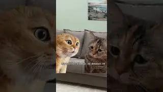 Дорогой, а почему ты с бывшей развёлся? #тренд #приколы #коты #мемыскотами#веселыекоты