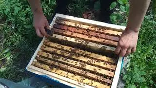 Какой материал использую для прививки. Осмотр племенной семьи Бакфаст.
