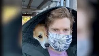 Undercover Corgi #Shorts