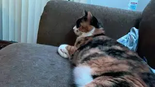 How My Cat Reacts To Bird Videos