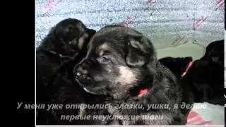 Перспективный щенок ВЕО - Марго (2 месяца)