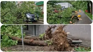Стихия бушует, ураганы, ливни, поваленные деревья, в Москве.