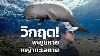KPKT || พะยูนหาย หญ้าทะเลตาย เพราะแค่โลกร้อนจริงหรือไม่