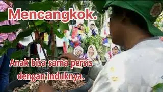 Praktikum Mencangkok Tanaman Jambu (tabulampot) Bersama Pak Agus (Praktikum lapangan eps 13)
