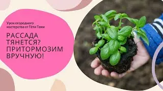 Рассада тянется... притормозим вручную! ...