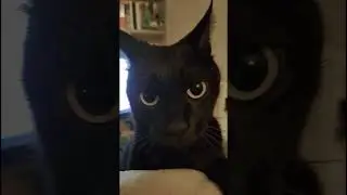 Qué dijiste mamá Karen?! #meee #cat  #catshorts #funnyreels #funnycats #funnycatsvideos #karens #fyp