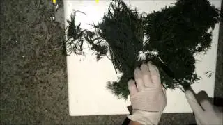 заготовка свежего укропа на зиму-(goodcook)