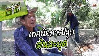 เทคนิคการปลูกต้นละมุด | สูตรลับฉบับบ้านนา | มหาอำนาจบ้านนา