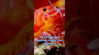 Факты: самое шумное существо в океане 🌊 🦐 