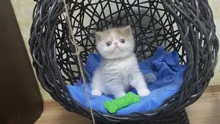 Кокон будиночок - нова розвага для наших котиків екзотів 😻 #розплідник #екзотик #кошенята #котики
