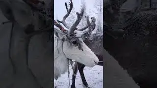 В палатке в -50
