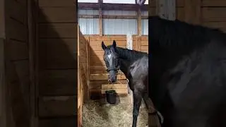 Come on a walk with me 🤍 We made friends with the barn cat 😇
