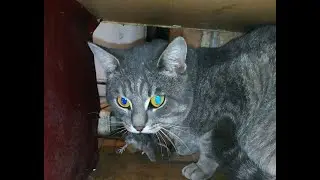 Кошка играет с мышкой (смерть)