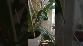 Тухум қайнатилган сувда кальций миқдори кўп бўлади. Ташлап юборишга шошилменг.