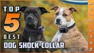 Top 5 Best Dog Shock Collar Review in 2024
