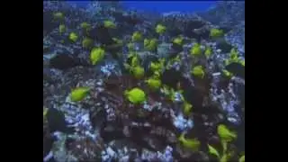 Губка Боб и его новые друзья !!!