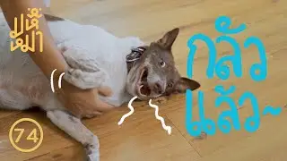(EN) Things that dogs don't like - Huge Dog EP74