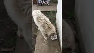 Кормление волкодава