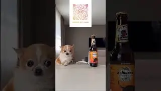 Любимые чихи:)))