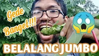Berburu BELALANG JUMBO
