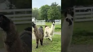 Llamas stick together 🦙🦙🩶